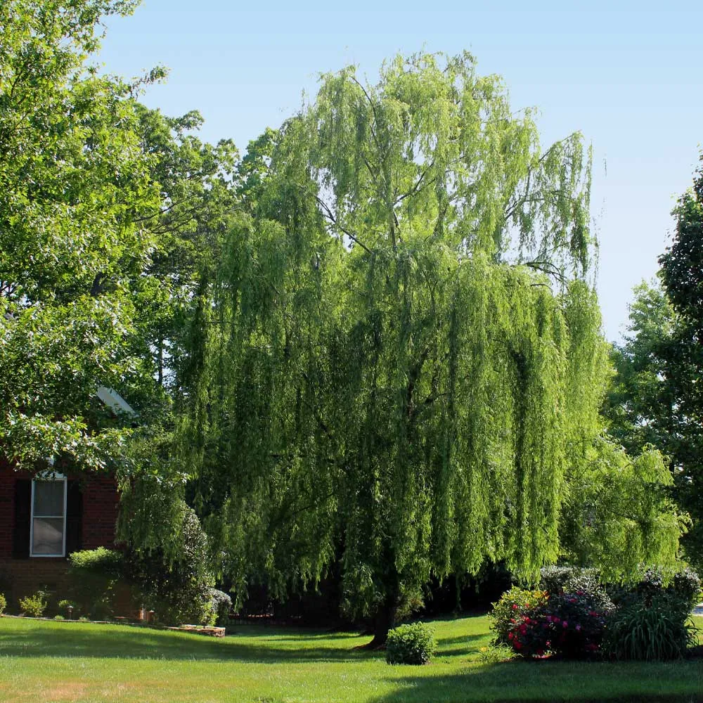 LED Lighted Weeping Willow Tree Artificial Decorative Tree 1