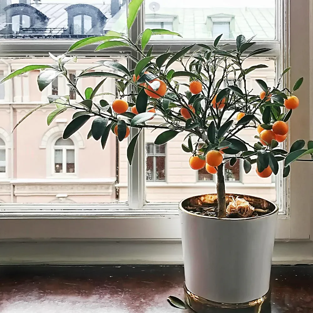 Artificial Mandarin Tree - Realistic Potted Decorative Fruit Tree 1