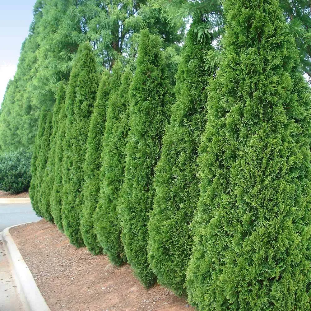 Emerald Green Arborvitae (Thuja Occidentalis) Evergreen Privacy Hedge 3