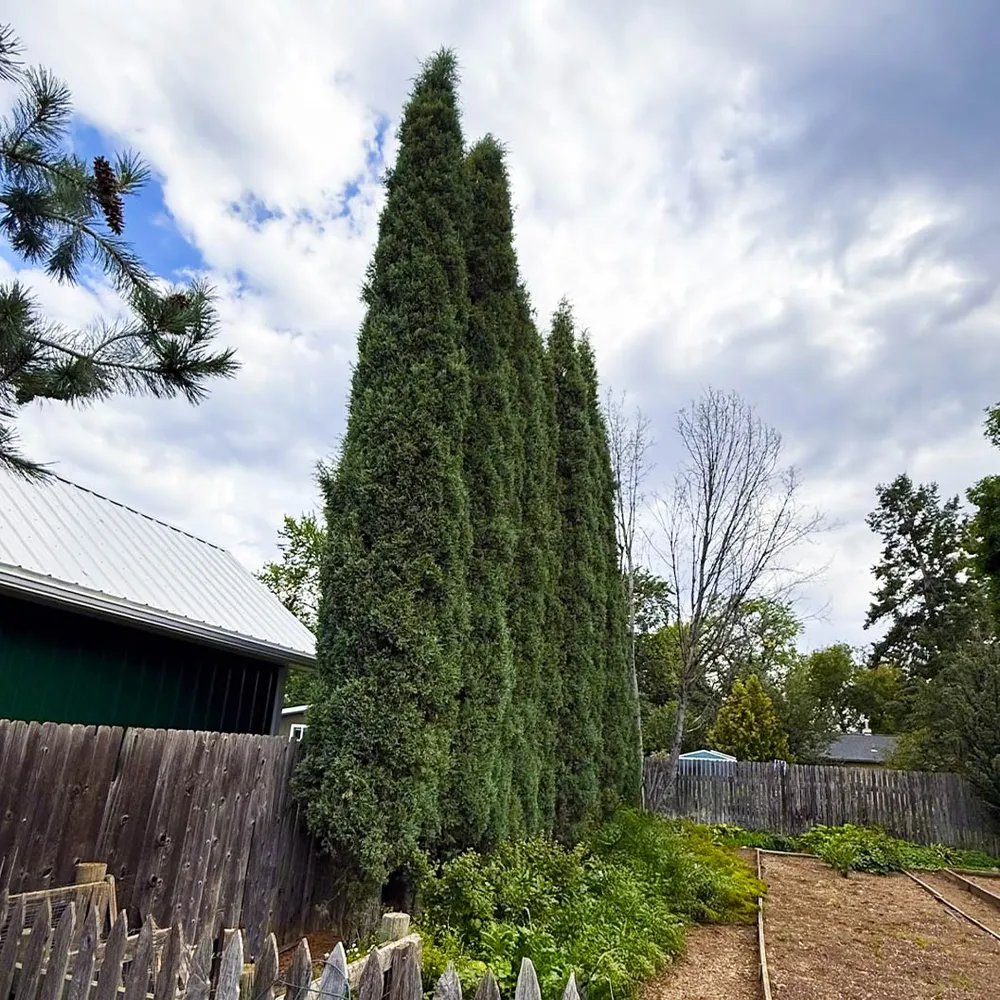 Woodward Juniper Tree - Artificial Potted Plant for Interior Decoration 1