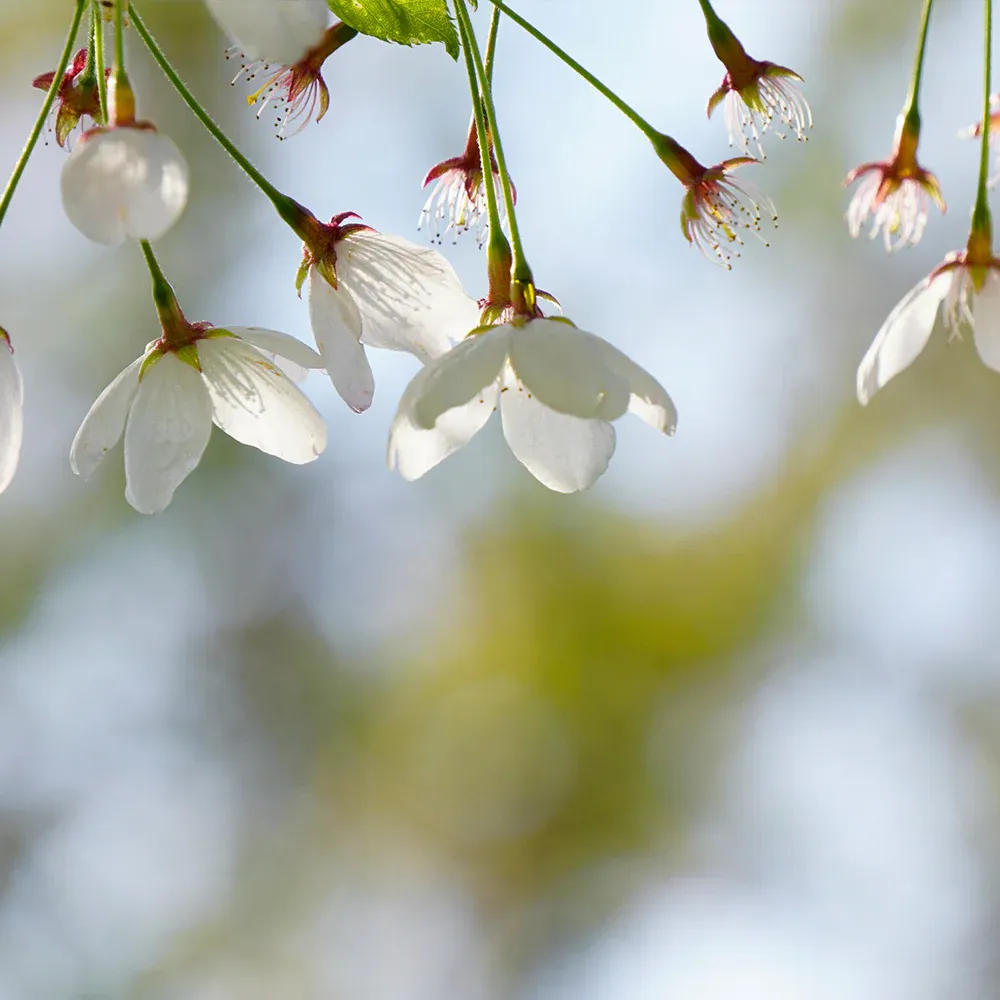 Snow Fountains® Weeping Cherry Tree - Cascading Ornamental Flowering Tree 2