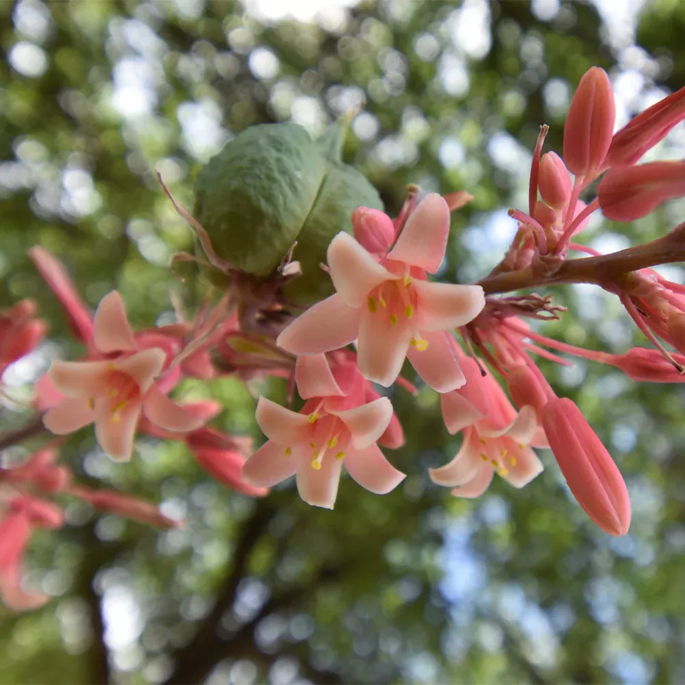 Red Yucca Little Giant - Compact Hesperaloe parviflora Ornamental Plant 1
