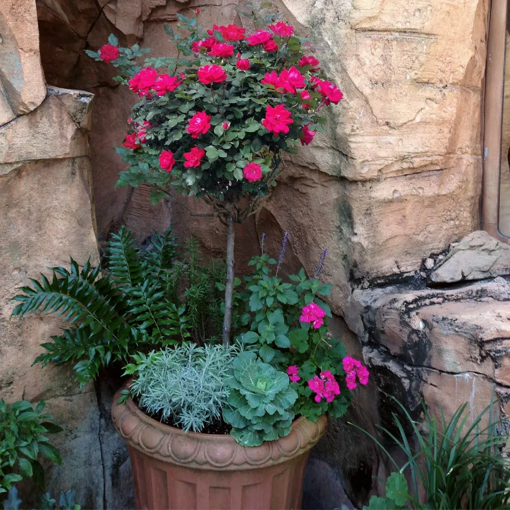 Knock Out® Rose Tree - Grafted Ornamental Flowering Shrub 1