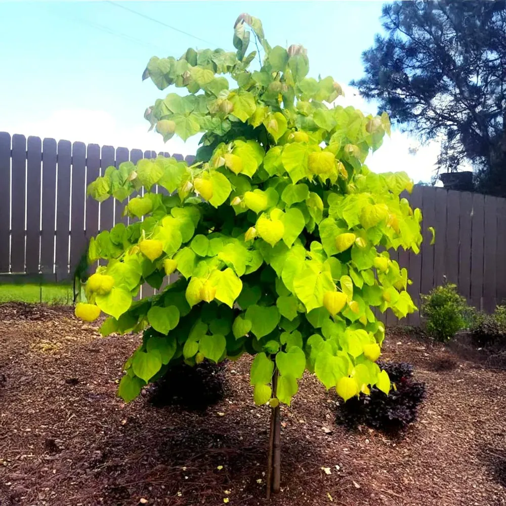 Rise 'N Shine Redbud Tree (Cercis canadensis) - Ornamental Flowering Tree