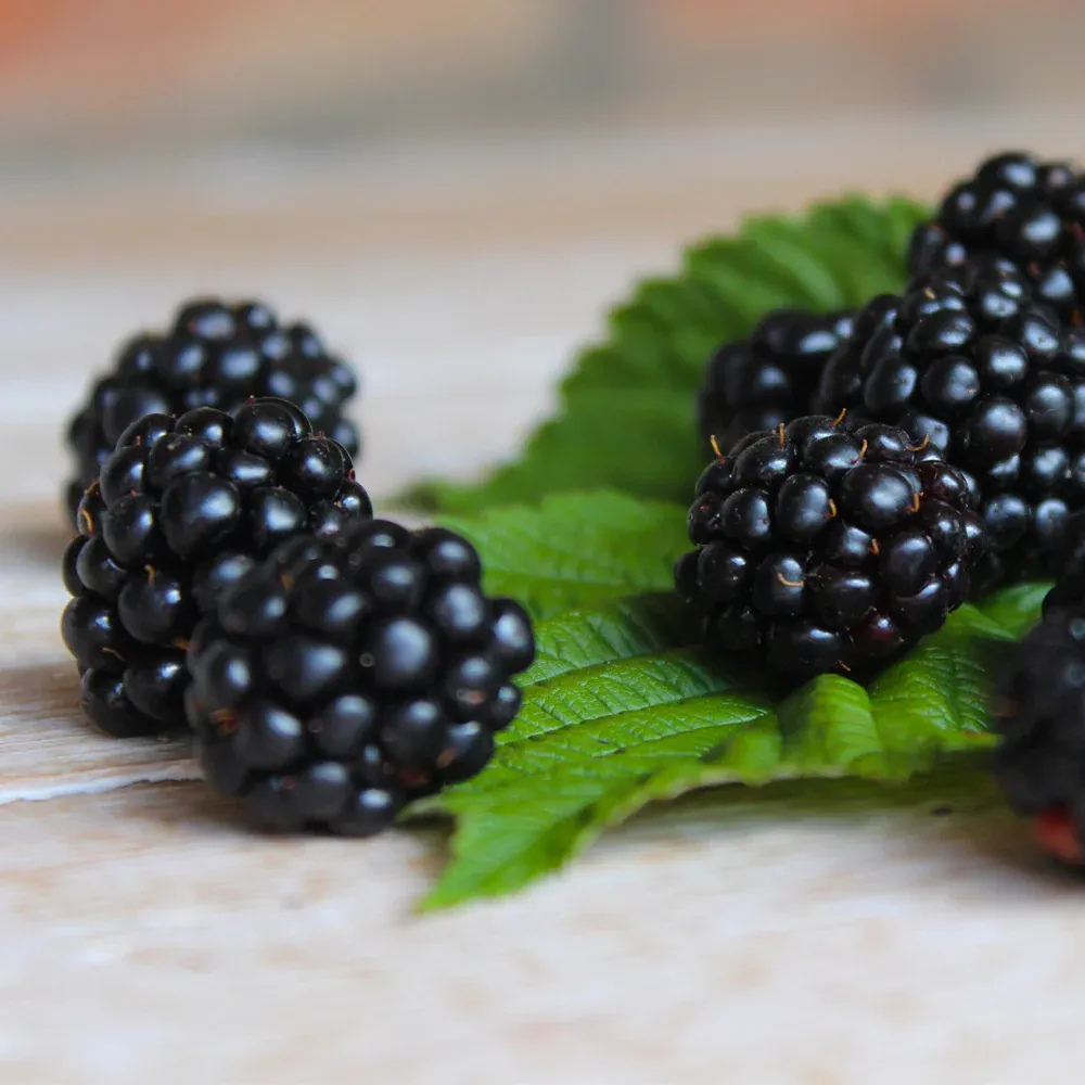 Black Satin Thornless Blackberry Bush - High Yield Fruit-Bearing Plant 4