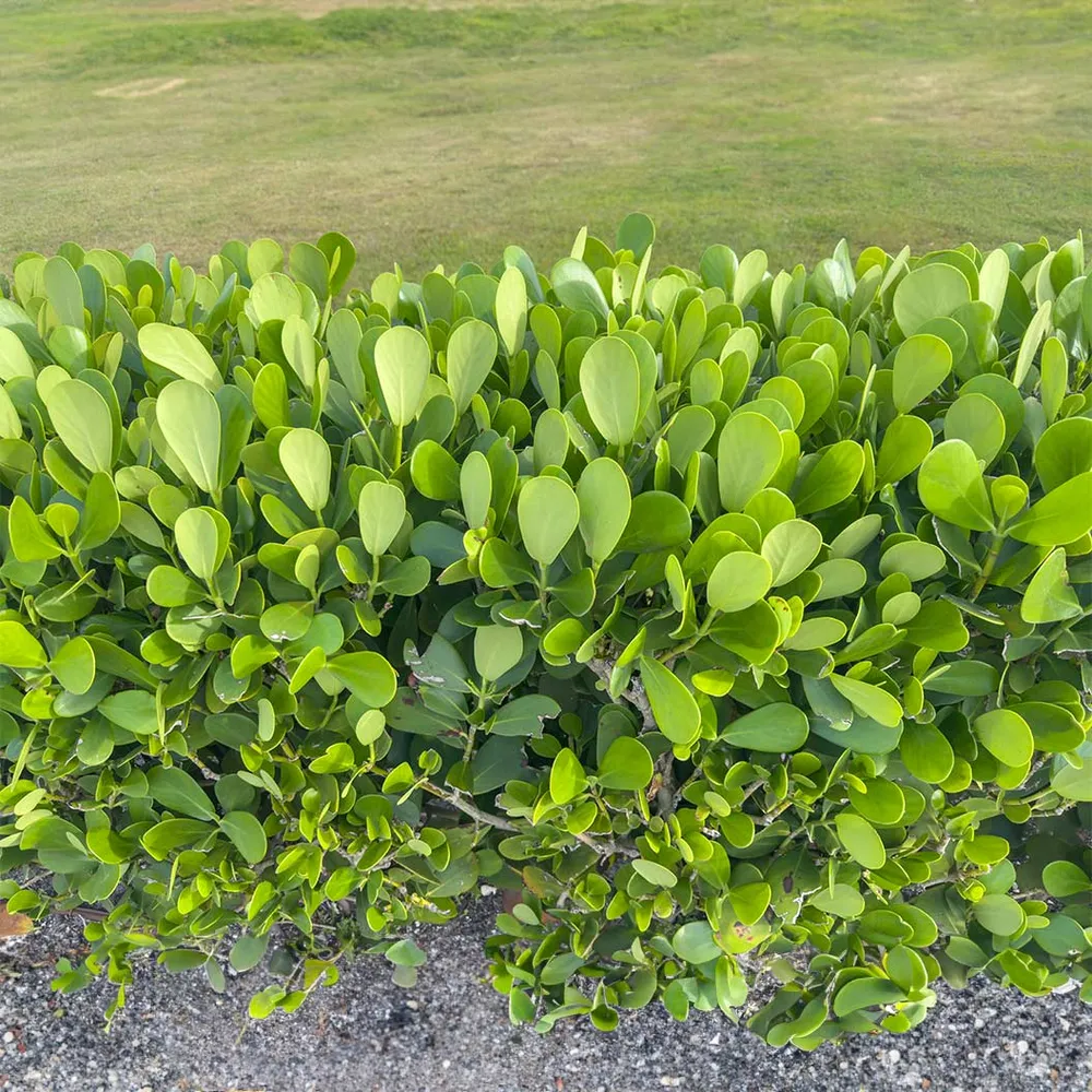 Clusia Rosea Tropical Indoor Plant with Waxy Evergreen Foliage