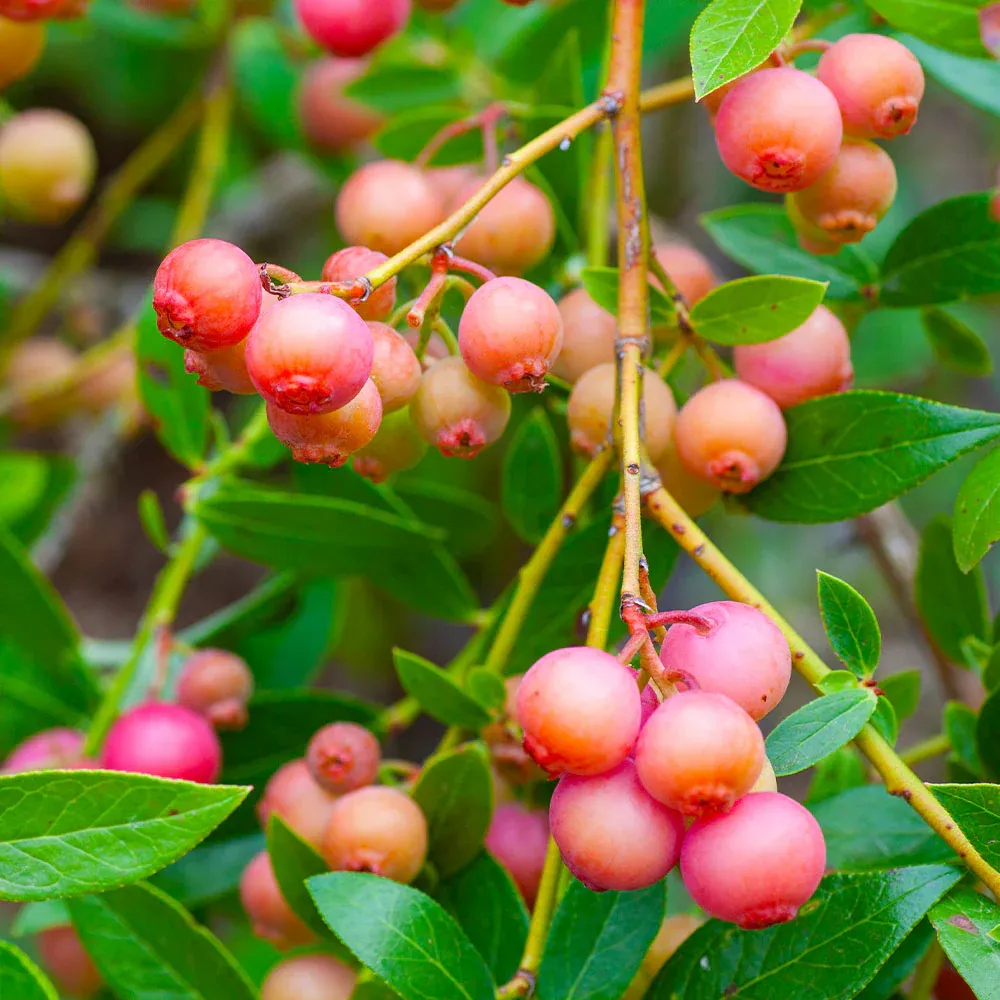 Pink Lemonade Blueberry Bush - Ornamental Edible Fruit Plant 1