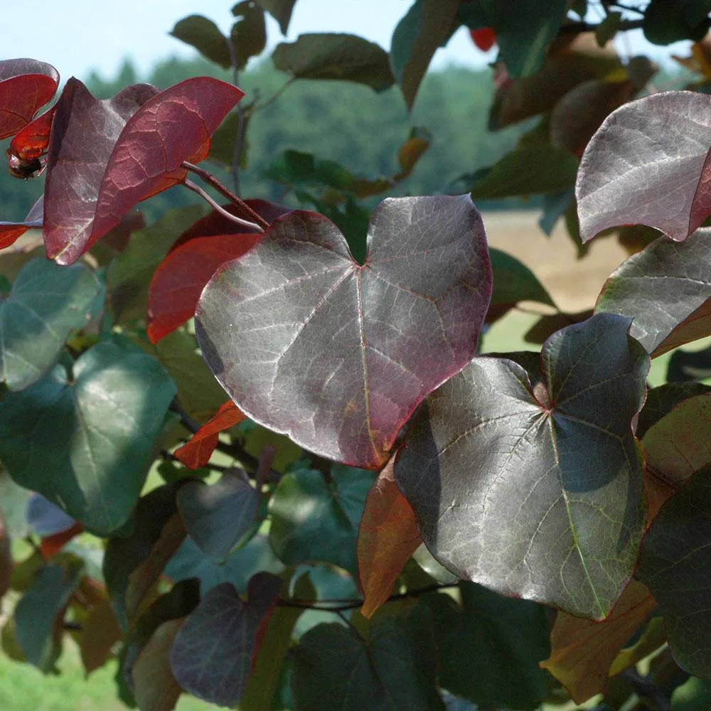 Merlot Redbud Tree (Cercis canadensis 'Merlot') - Ornamental Flowering Tree 1