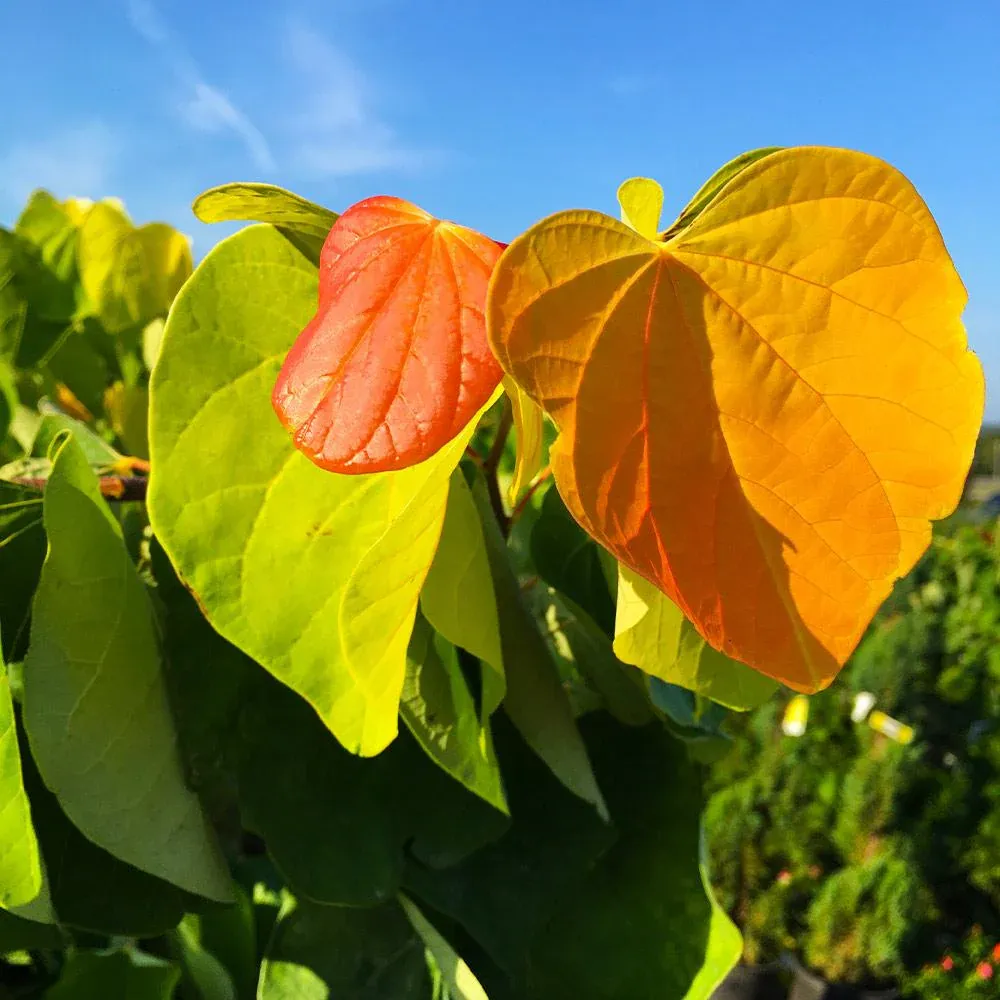 The Rising Sun™ Eastern Redbud Tree - Cercis canadensis Ornamental Flowering Tree 1