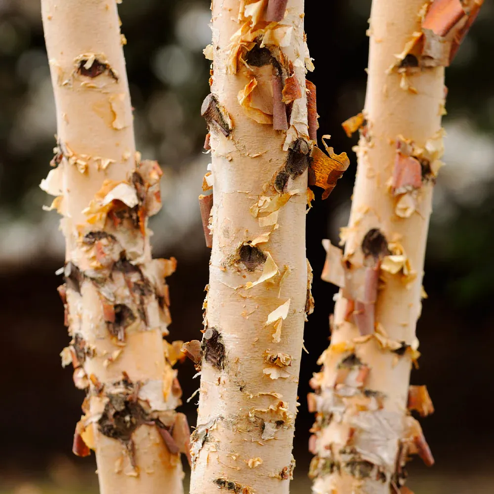 Dura Heat River Birch Vent-Free Ceramic Fiber Gas Log Set 2