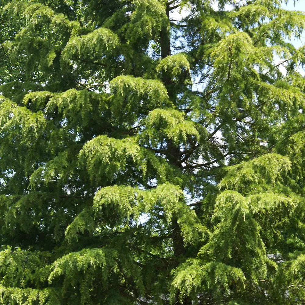 Deodar Cedar Tree (Cedrus deodara) Ornamental Evergreen Conifer 1