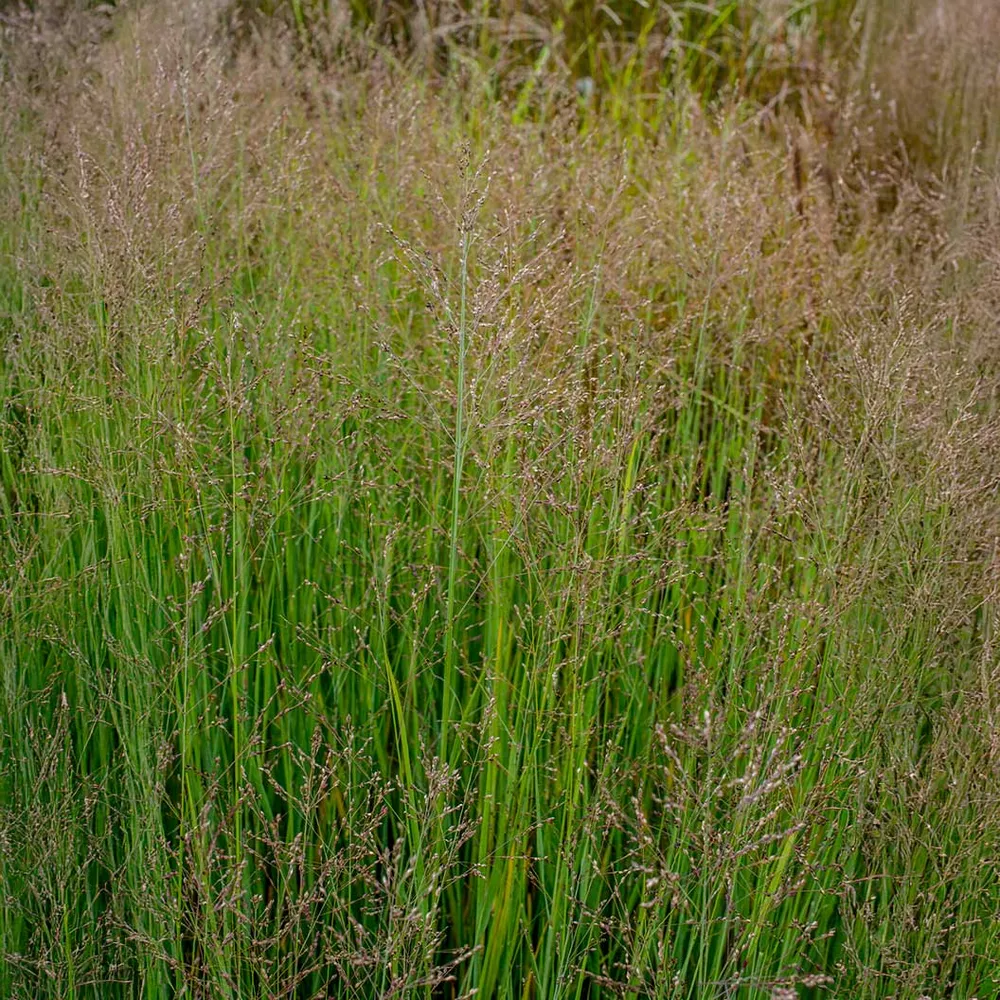 Heavy Metal Blue Switch Grass (Panicum virgatum) - Upright Ornamental Perennial 1