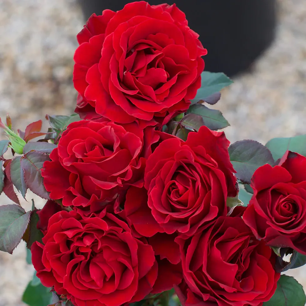 Dancing in the Dark Rose Shrub - Deep Red Flowering Garden Plant 4