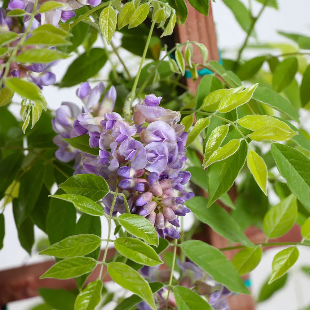 Amethyst Falls Wisteria Vine - Fragrant Cascading Flowering Perennial 2