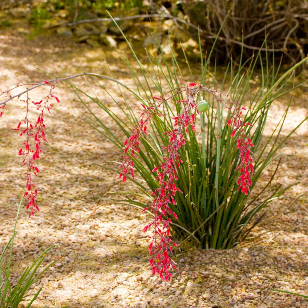 Dwarf Red Yucca Stoplights - Hesperaloe parviflora Drought-Tolerant Perennial 1