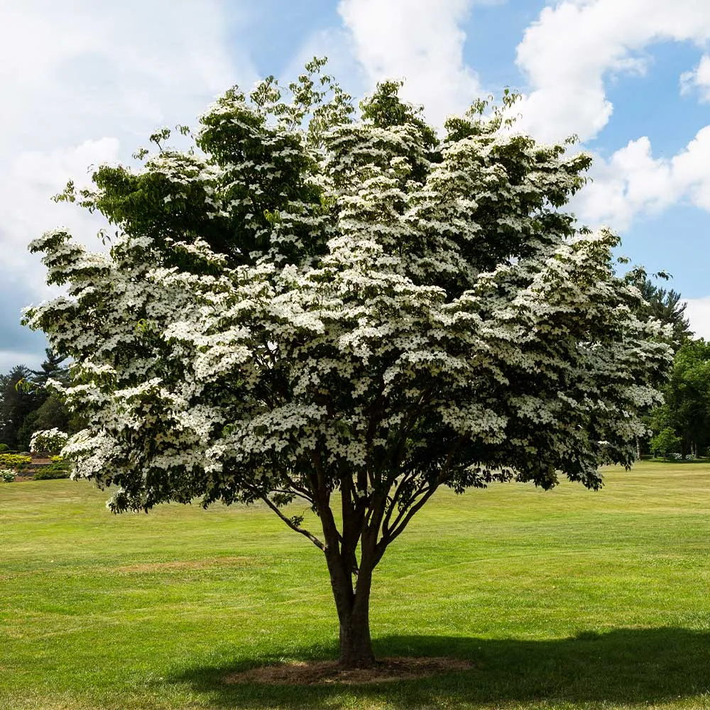 White Kousa Dogwood (Cornus kousa) Flowering Deciduous Tree