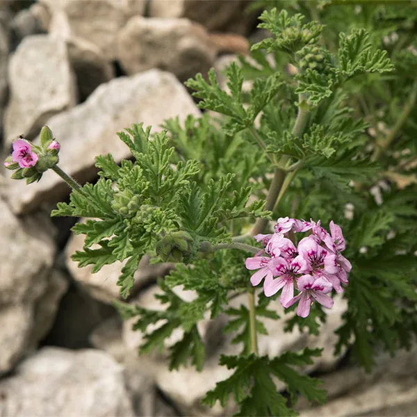 Citronella Plant - Natural Fragrant Live Plant for Indoor and Outdoor Spaces 1