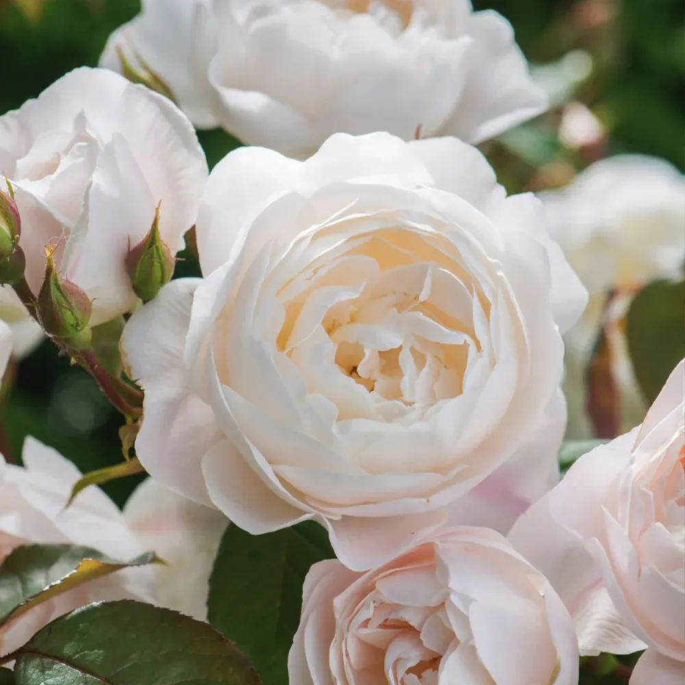 David Austin® Desdemona™ Rose Shrub - Fragrant Repeat-Blooming Garden Plant