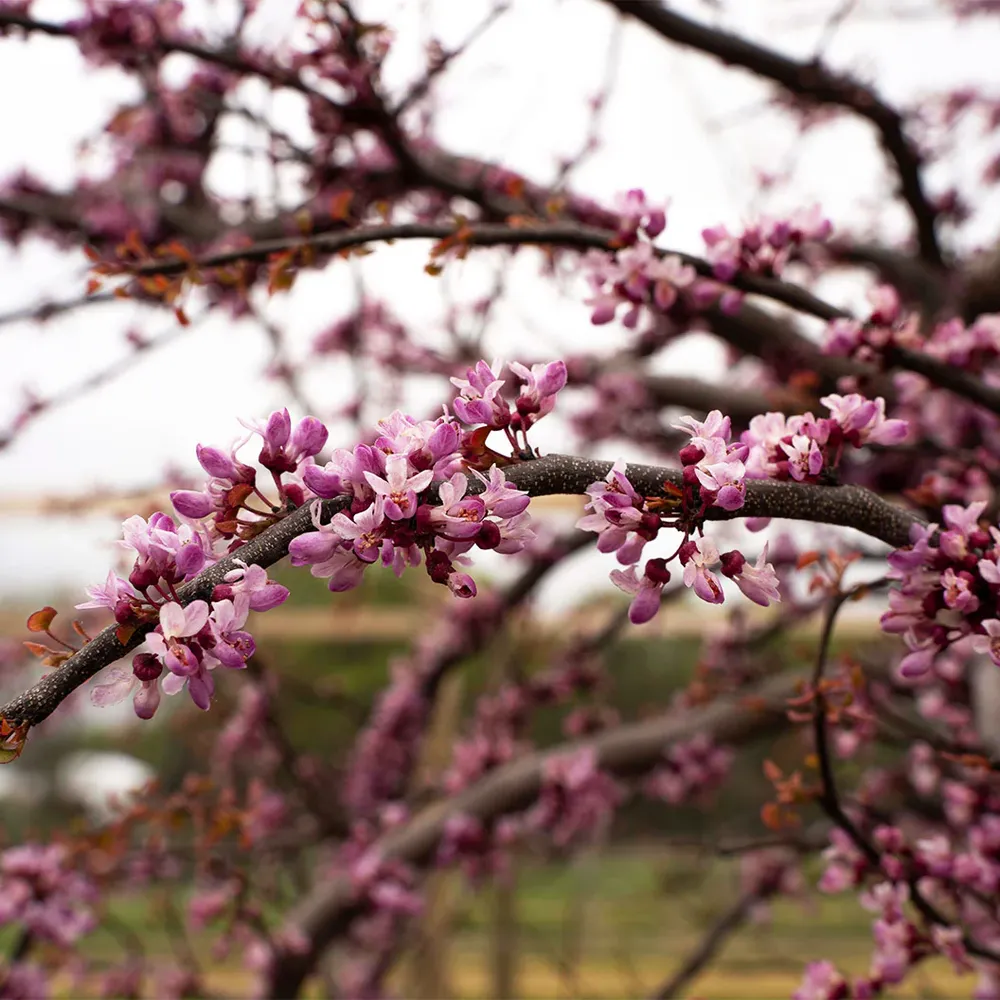 Emerald Falls Redbud Tree - Weeping Cercis canadensis Ornamental Tree 7