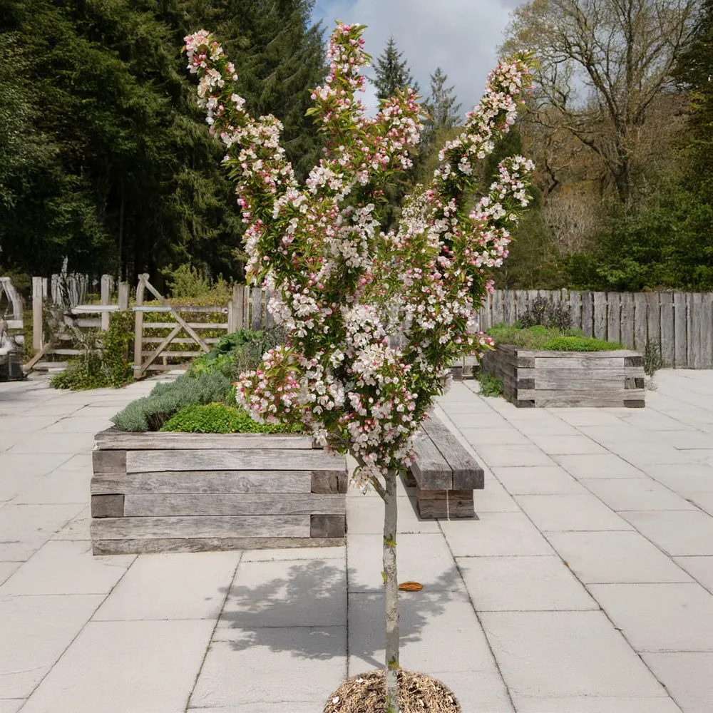 Adirondack Crabapple Tree - Upright Ornamental Deciduous Flowering Tree