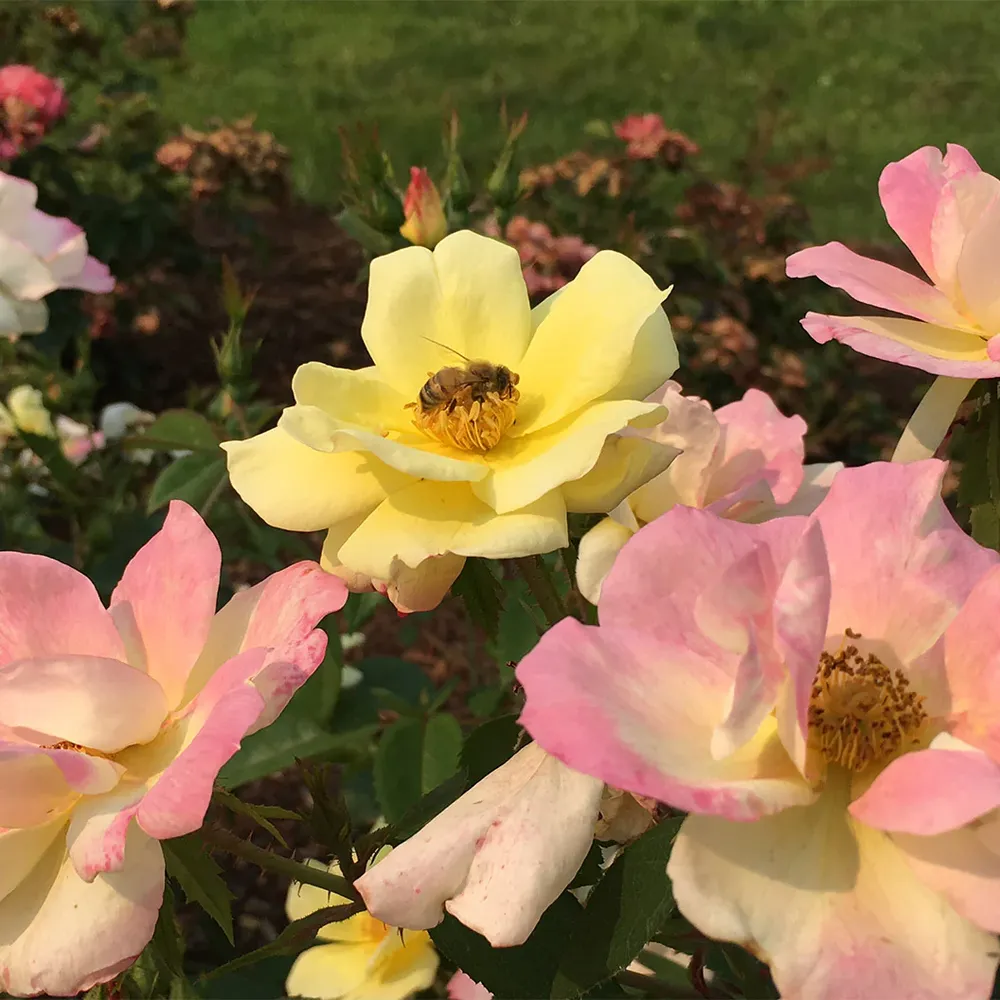 Peach Lemonade® Rose Bush - Repeat-Blooming Garden Shrub 2