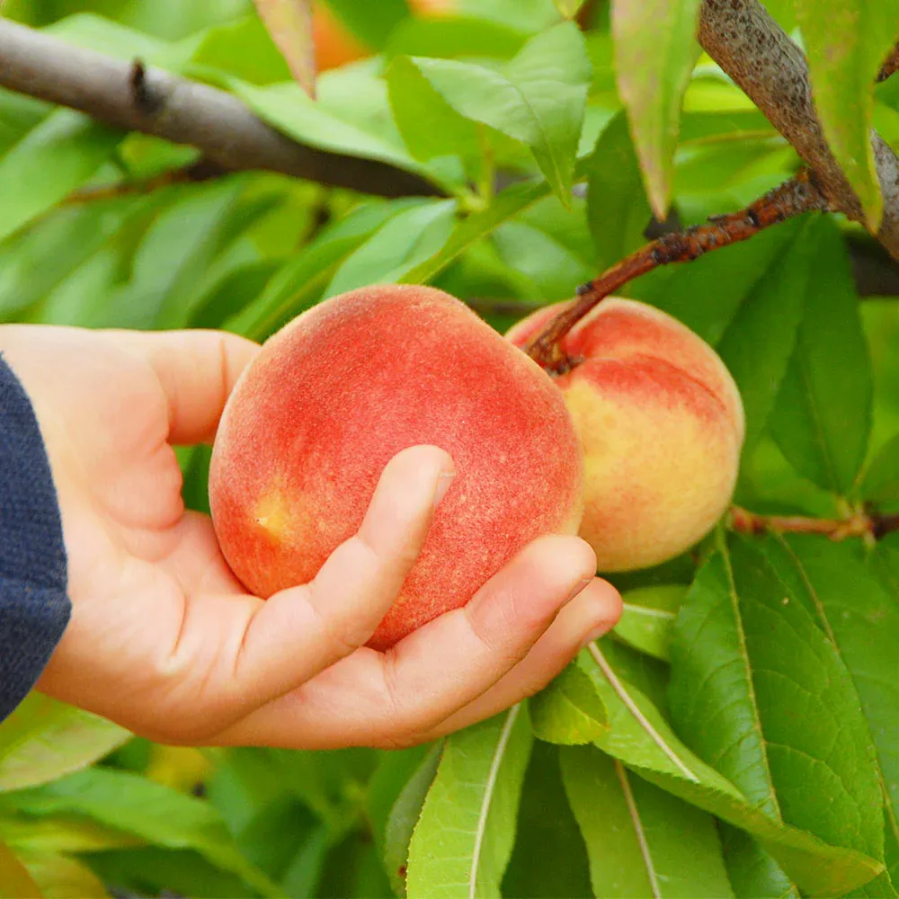 June Gold Peach Tree Self-Pollinating Deciduous Fruit Tree