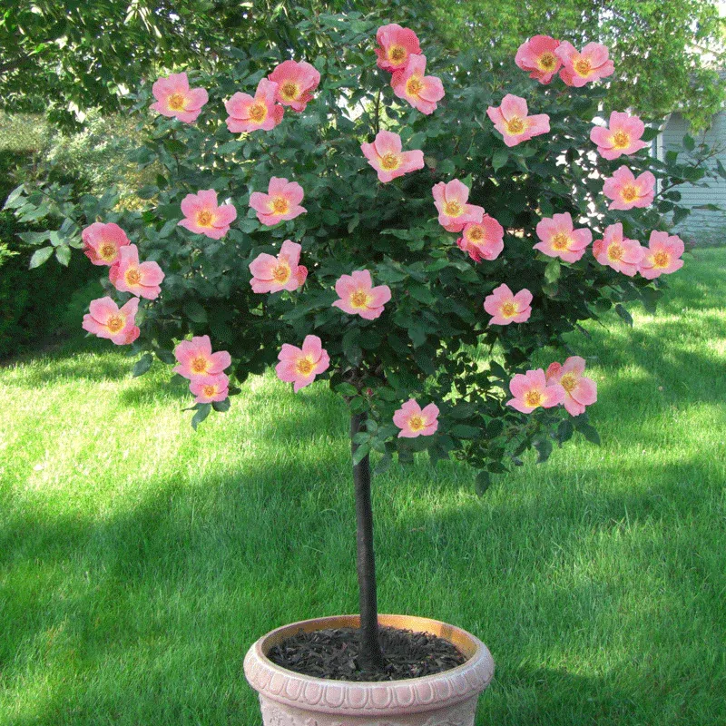 Rainbow Knock Out® Rose Tree - Multi-Color Flowering Shrub