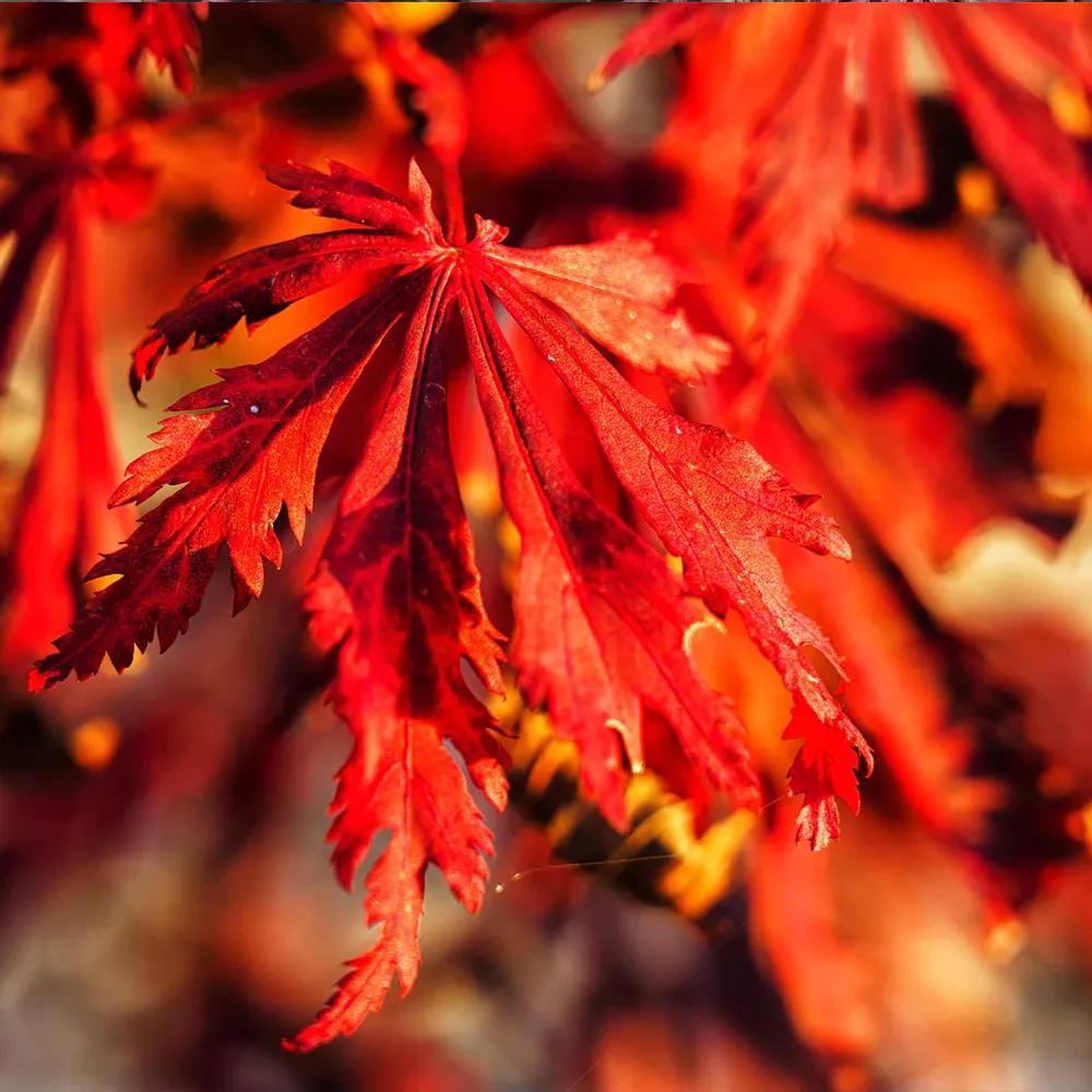 Orangeola Weeping Japanese Maple Tree - Acer palmatum Dissectum