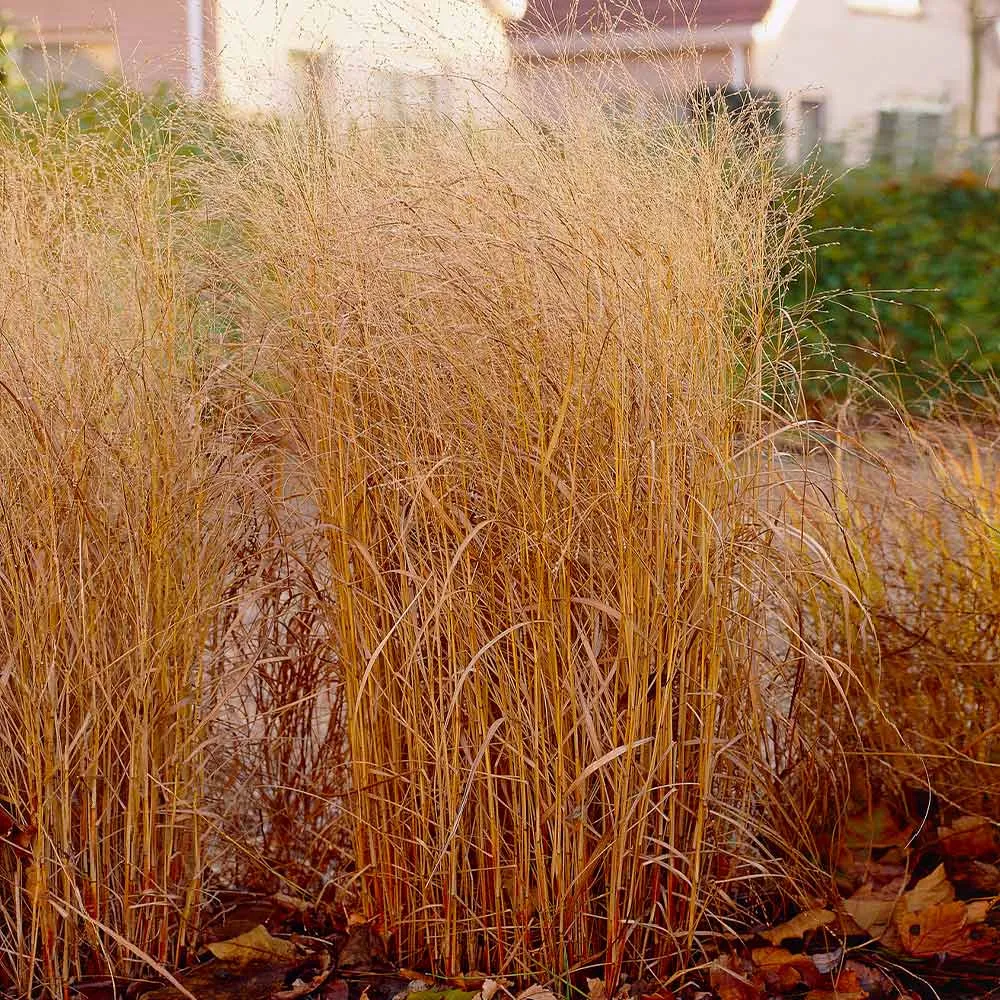 Shenandoah Switch Grass (Panicum virgatum) Ornamental Perennial 3