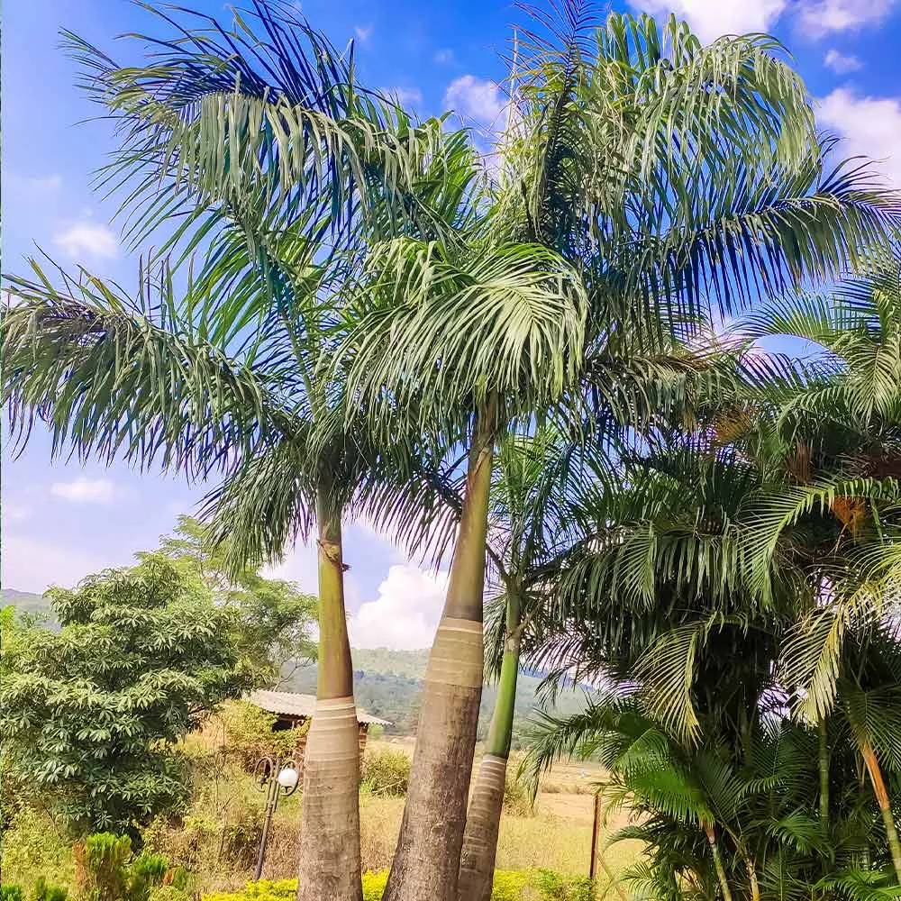 Lifelike Artificial Areca Palm Tree for Indoor Home and Office Decoration 1