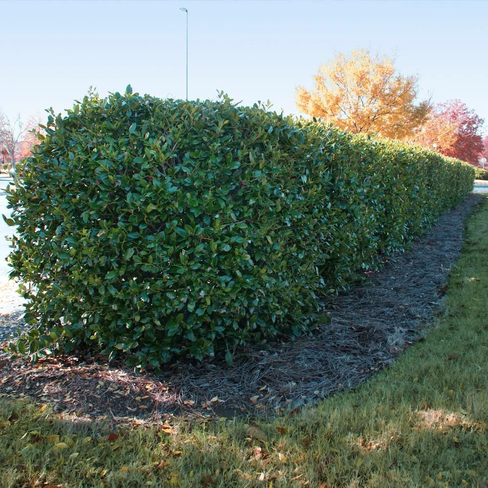 Dwarf Burford Holly Shrub - Compact Evergreen Landscape Shrub 2