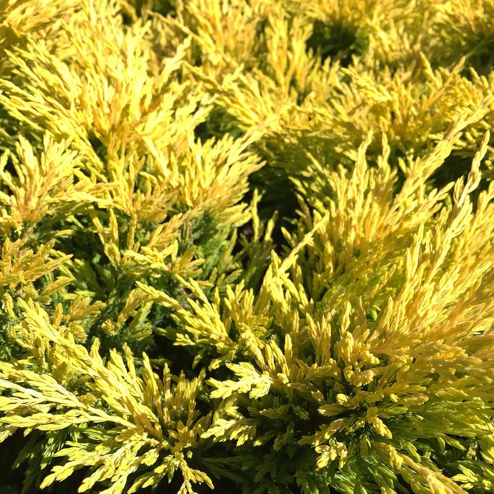 Lime Glow Juniper Shrub - Vibrant Evergreen Groundcover 3