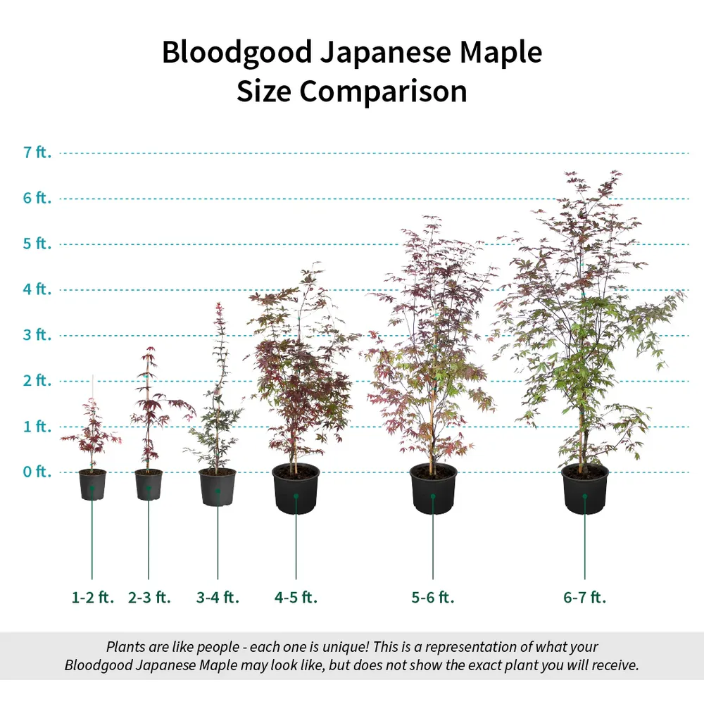 Bloodgood Japanese Maple Tree - Acer palmatum 'Bloodgood' 3
