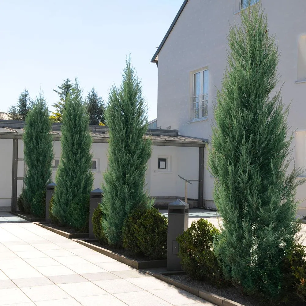 Skyrocket Juniper Columnar Evergreen Shrub