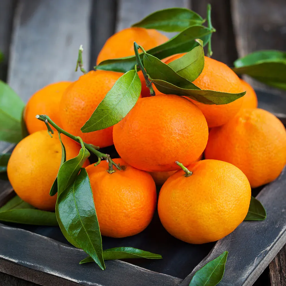 Brown Select Satsuma Mandarin Tree