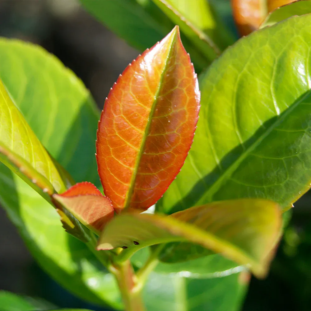 Volcano Cherry Laurel (Prunus laurocerasus 'Volcano') Evergreen Shrub 1
