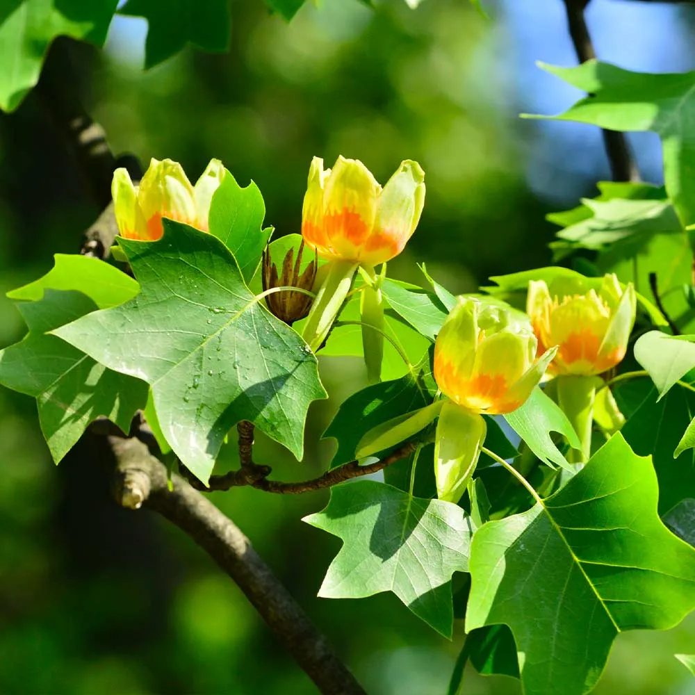 Tulip Poplar Tree (Liriodendron tulipifera) Deciduous Shade Tree 2