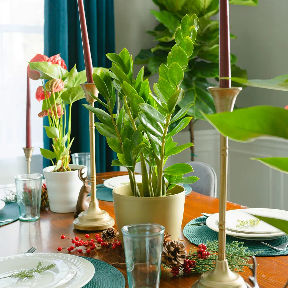 ZZ Plant (Zamioculcas Zamiifolia) Indoor Houseplant 1