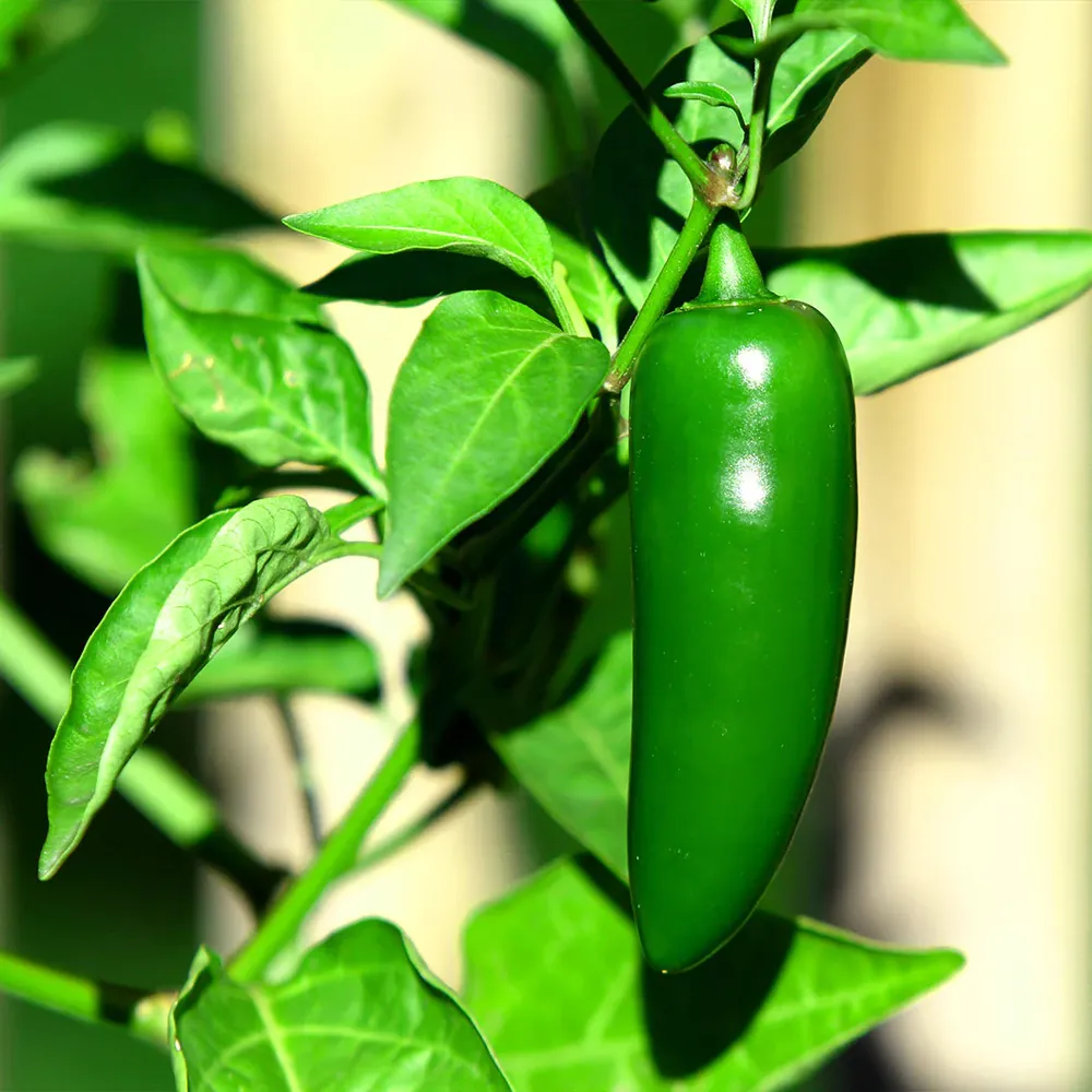 USDA Organic Jalapeno Pepper Plant - Non-GMO Heirloom Vegetable Starter