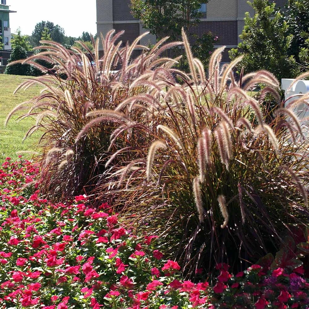 Purple Fountain Grass (Pennisetum setaceum 'Rubrum') Ornamental Perennial