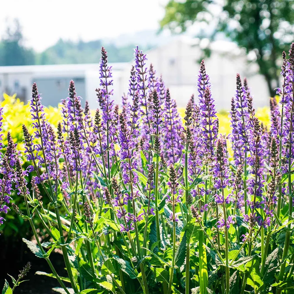 Blue by You Salvia Perennial Flowering Garden Plant 1