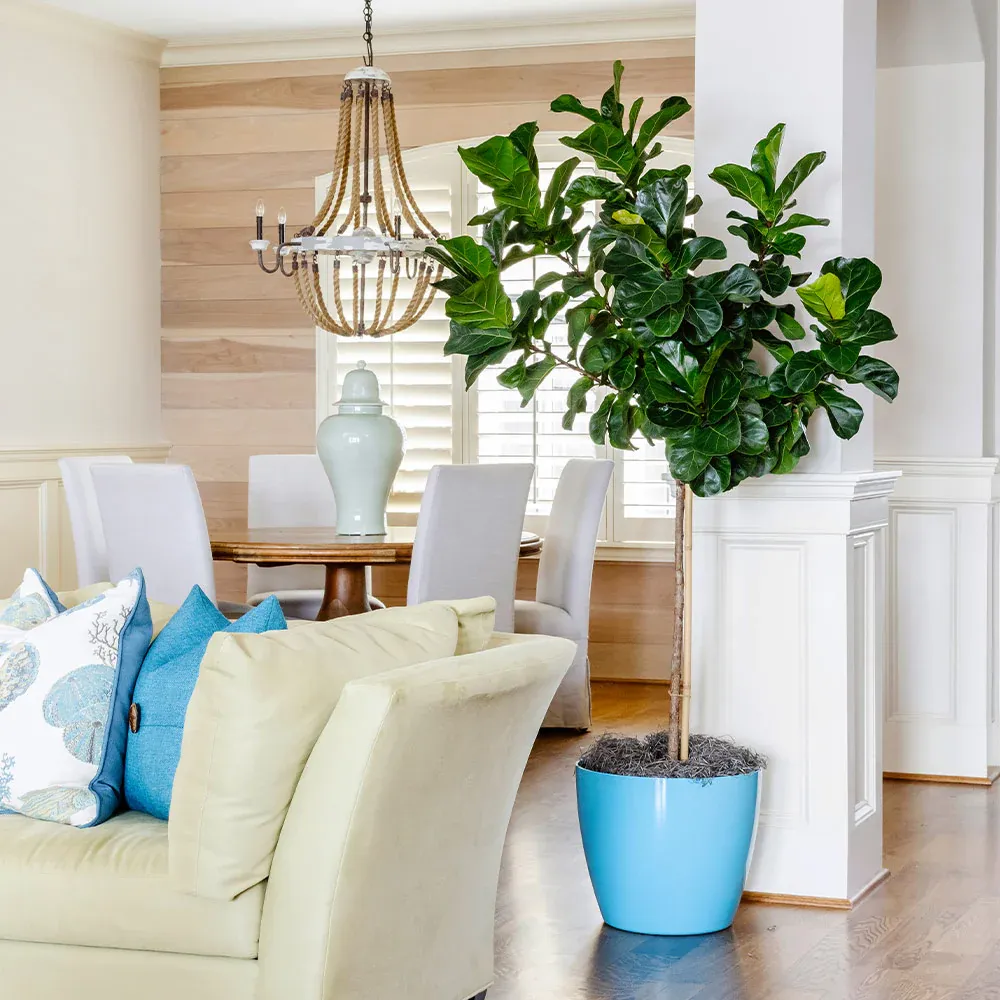 Bambino Fiddle Leaf Fig - Compact Ficus Lyrata Indoor Plant
