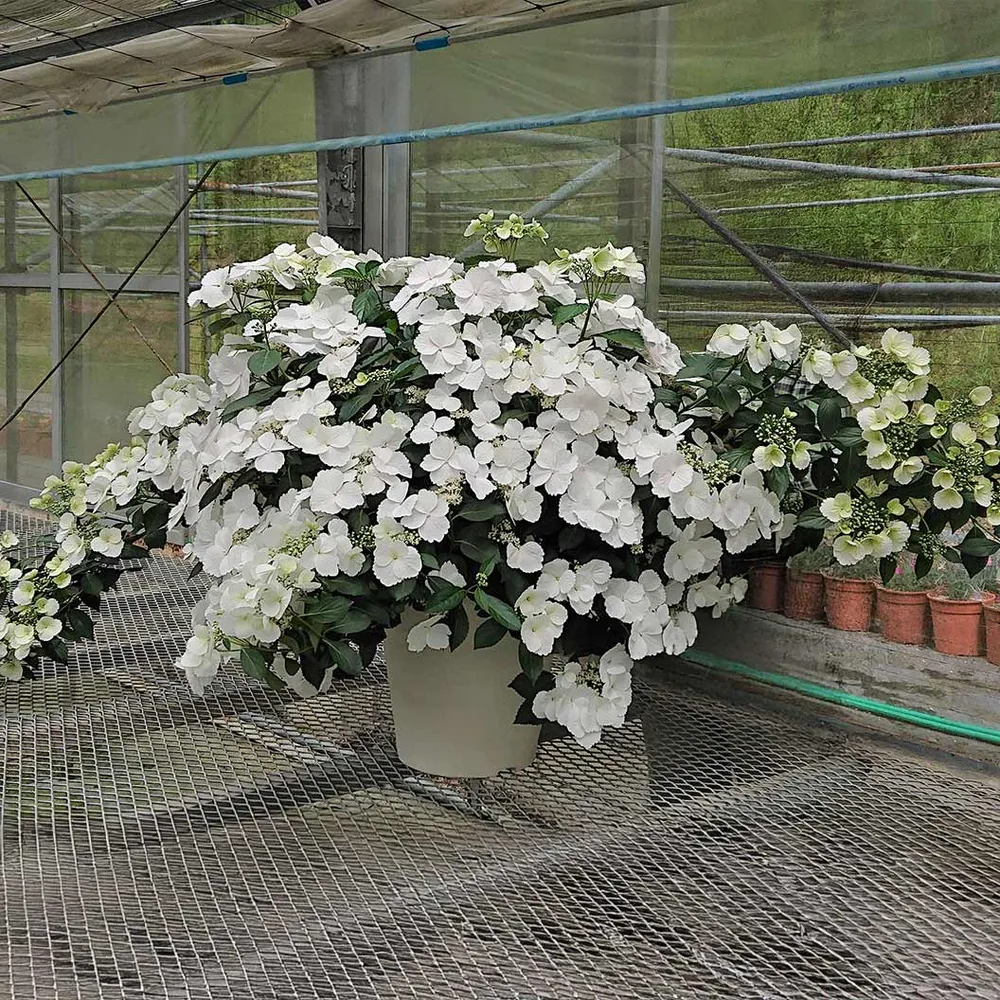 Proven Winners® Fairytrail Bride® Cascade Hydrangea - Trailing Flowering Shrub 3