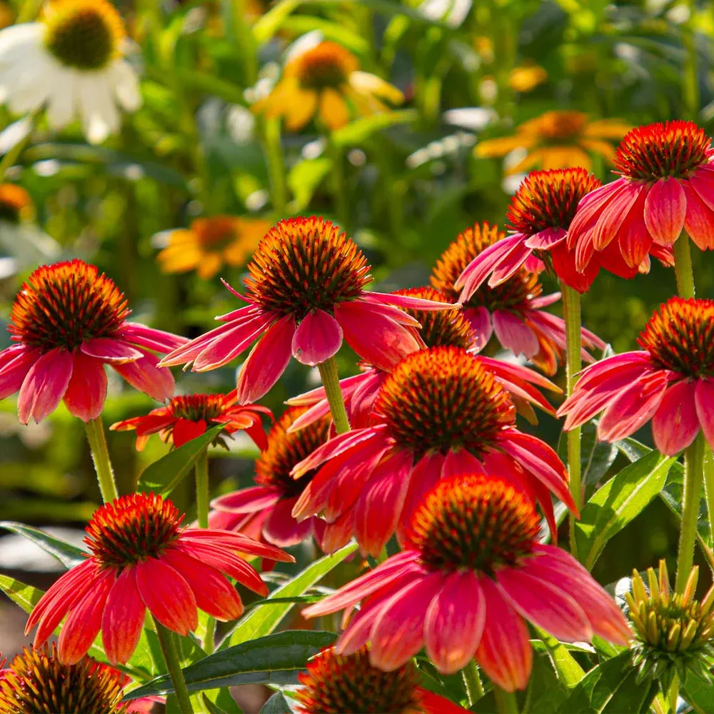 Better Versions® Sombrero® Salsa Red Coneflower Plant (Echinacea purpurea) 3