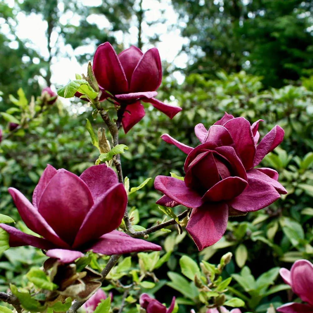 Genie Magnolia Tree - Compact Deciduous Flowering Shrub