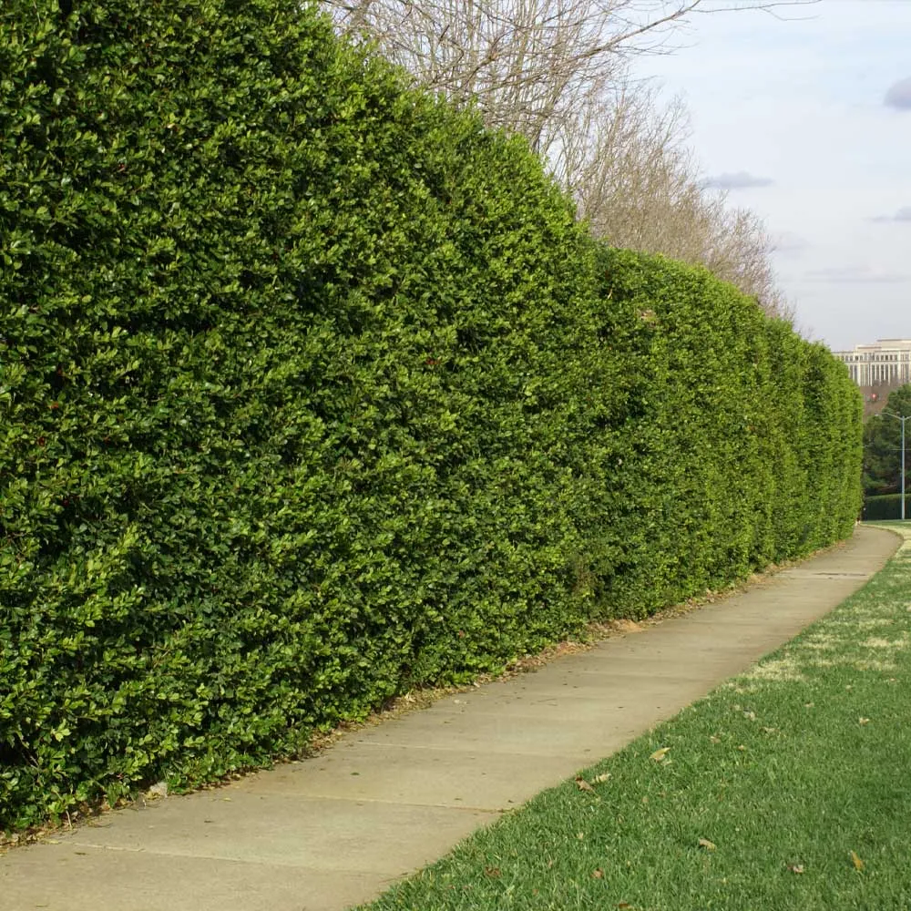 American Holly Shrub (Ilex opaca) Broadleaf Evergreen Landscape Plant