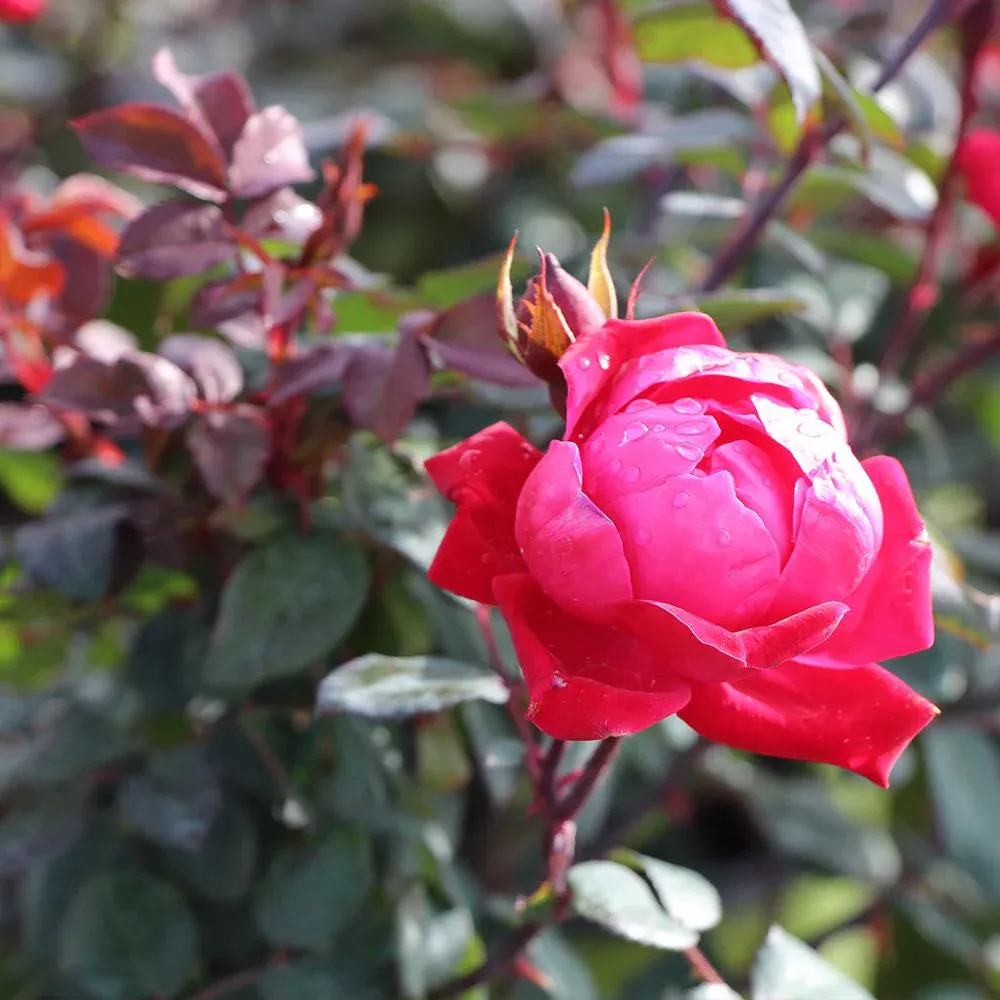 Double Knock Out® Rose Shrub - Continuous Blooming Landscape Plant 3