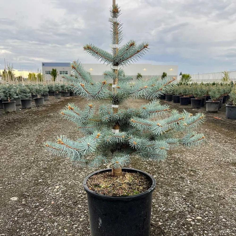 Blue Diamond Spruce Artificial Christmas Tree with Realistic Foliage 2