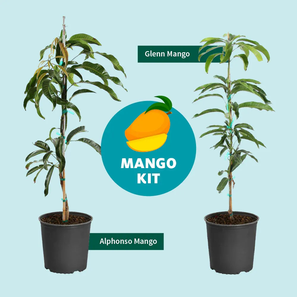 Glenn Mango Tree - Live Tropical Fruit Plant for Home Gardening 5