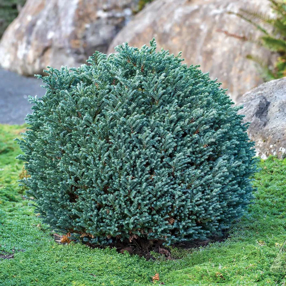 Blue Moon Sawara Cypress Shrub - Compact Ornamental Evergreen